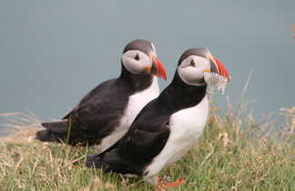 Macareux moine, voyage en Islande