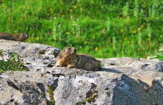 Marmotte se réchauffant au soleil dans le Queyras