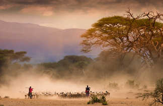 Masais et leur troupeau de chèvre dans la savane au Kenya