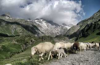 Moutons dans les paturages pyrénéens