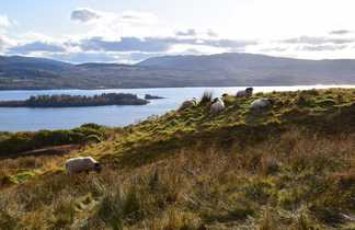 Moutons en Ecosse