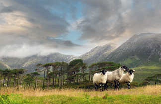 Moutons irlandais à Pines island en Irlande