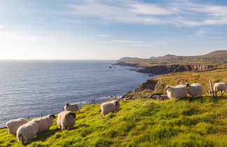 Moutons sur la péninsule de Dingle en Irlande