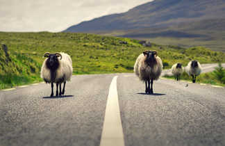 Moutons sur la western way en Irlande