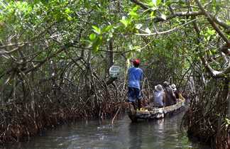 Navigation dans la mangrove