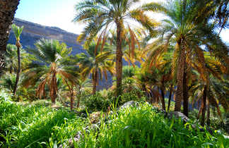 Oasis, Oman