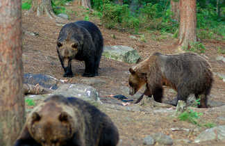 Observation des ours en Finlande