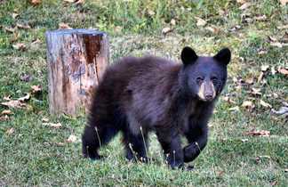 Observation d'ours noirs au Québec