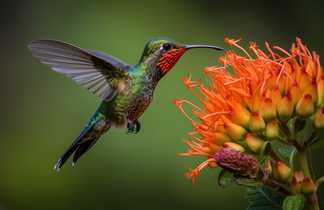 Oiseau butinant une fleur au Costa Rica
