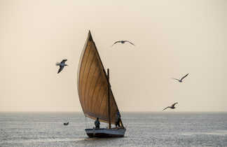 oiseaux autour d'un voilier en Mauritanie