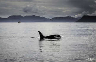Observation d'orques en Islande pendant un safari baleines