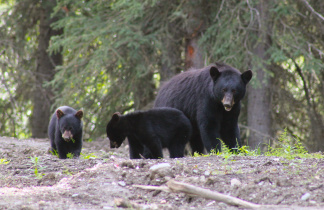 Ours