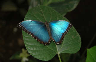 papillon morpho bleu électrique