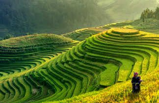 Paysage de rizières en terrasses au Vietnam