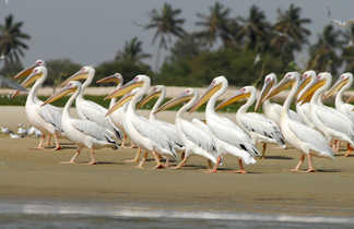 Pelicans au Senegal, Grand Coast