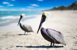 Pélicans sur une plage de Cuba