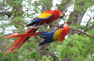 perroquets à Honduras