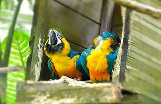 Perroquets multicolores lors d'une balade sur l'île des Saintes