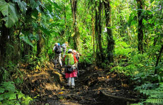 Petit groupe de randonneurs dans la forêt au Costa Rica