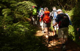 Petit groupe de randonneurs dans la forêt en direction du plateau de Shira en Tanzanie
