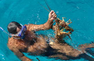 Plongeurs  tenant une langouste dans l'eau près de Cayo Santa Maria à Cuba