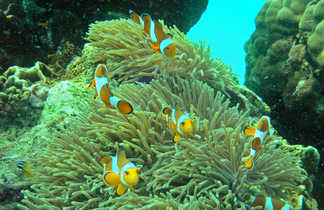 poissons clowns dans les fonds sous marins de la mer d' Andaman en thaïlande