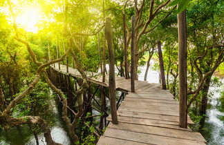 Pont dans une forêt de mangrove au Cambodge