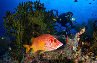 Près des coraux verts, le poisson soldat monte la garde