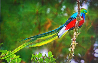 Quetzal Guatemala