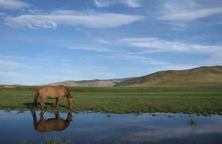 Randonnée à cheval en Mongolie - Steppe