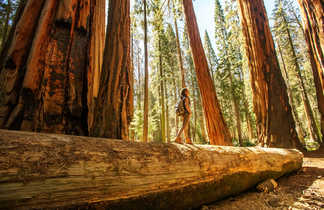 Randonnée dans le Sequoia National Park