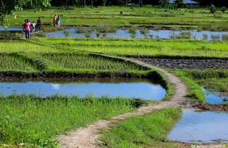 Randonnée dans les rizières de Casamance au Sénégal
