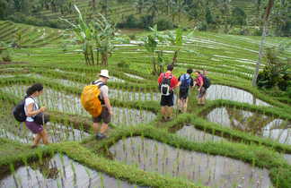 Randonnée,rizières,  jatiluwih, Bali