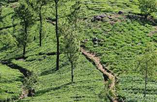 Randonnée sur les plantations de thé au Sri lanka