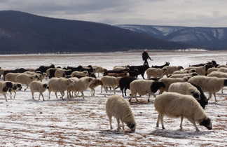 Randonneur avec la transhumance des  moutons