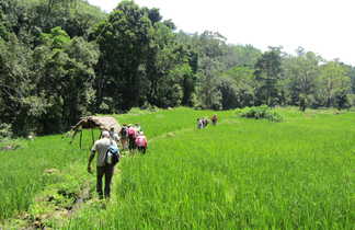 randonneurs dans des rizières du Sri Lanka