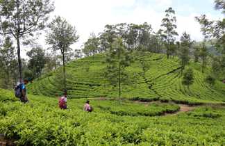 Randonneurs dans les plantations de thé au Sri Lanka