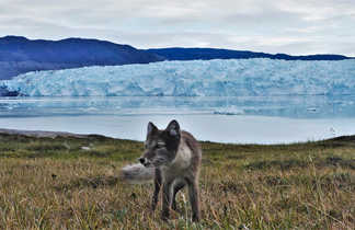 Renard arctique au Groenland l'été
