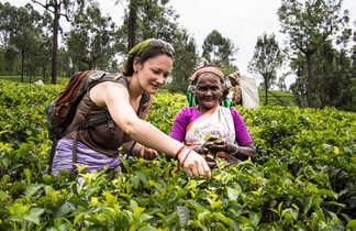 Rencontre dans les plantations de thé au Sri Lanka
