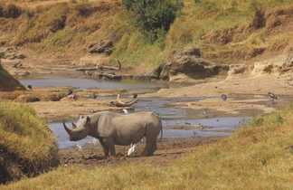 Rhinocéros à Ol Pejeta au Kenya
