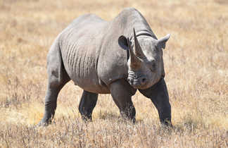 Rhinocéros  noir dans la savane en Tanzanie