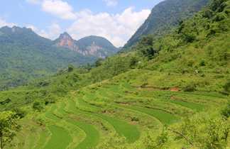 Rizières du nord Vietnam