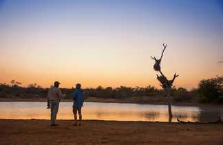 Safari au couché du Soleil