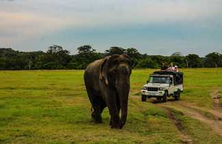 Safari au Sri Lanka
