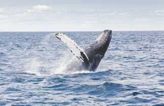Saut de Baleine à bosse au Canada