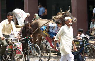 Scène de rue à Old Delhi