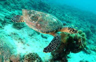 Snorkeling aux Seychelles