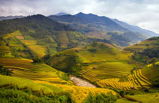 terrasses de rizières au Laos