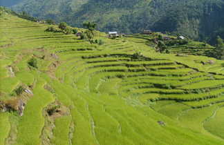 terrasses de rizières au Népal