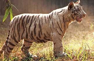 Tigre dans un parc du Madhya Pradesh